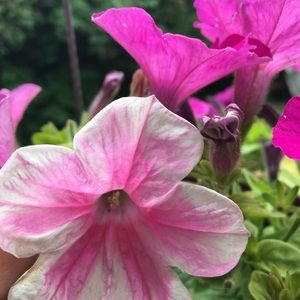 Meet your Posher, Taya